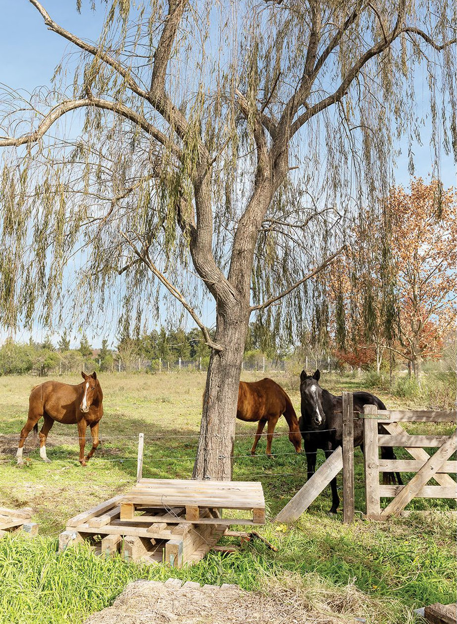 pré avec chevaux en Argentine pré avec chevaux en Argentine