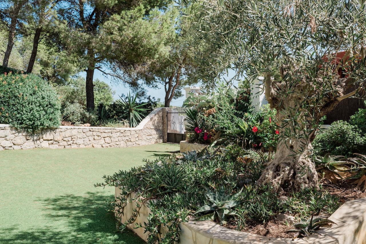 jardin avec oliviers et pins parasols