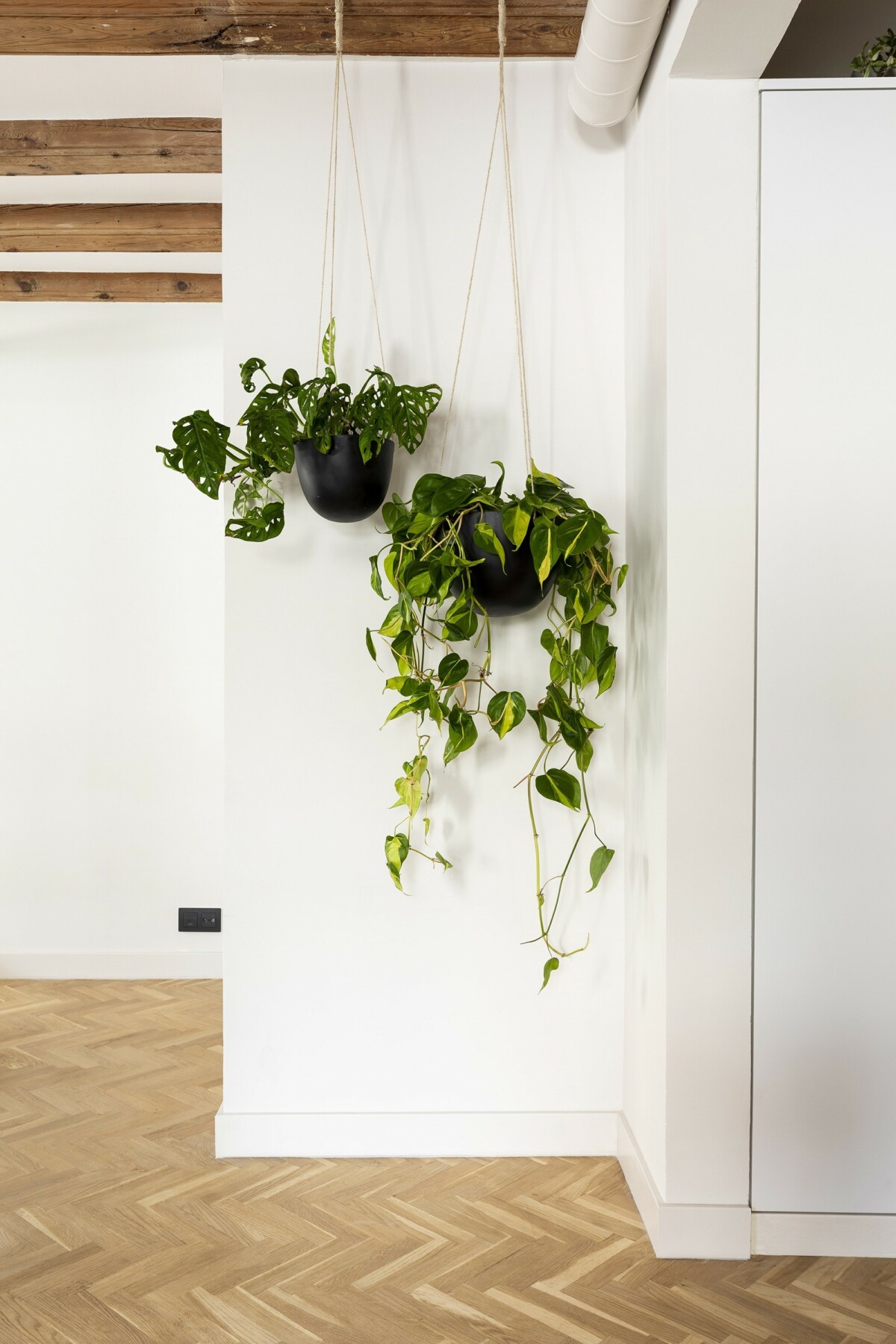 plantes dans pot suspendu