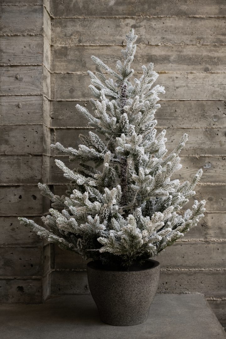 sapin blanc sur terrasse