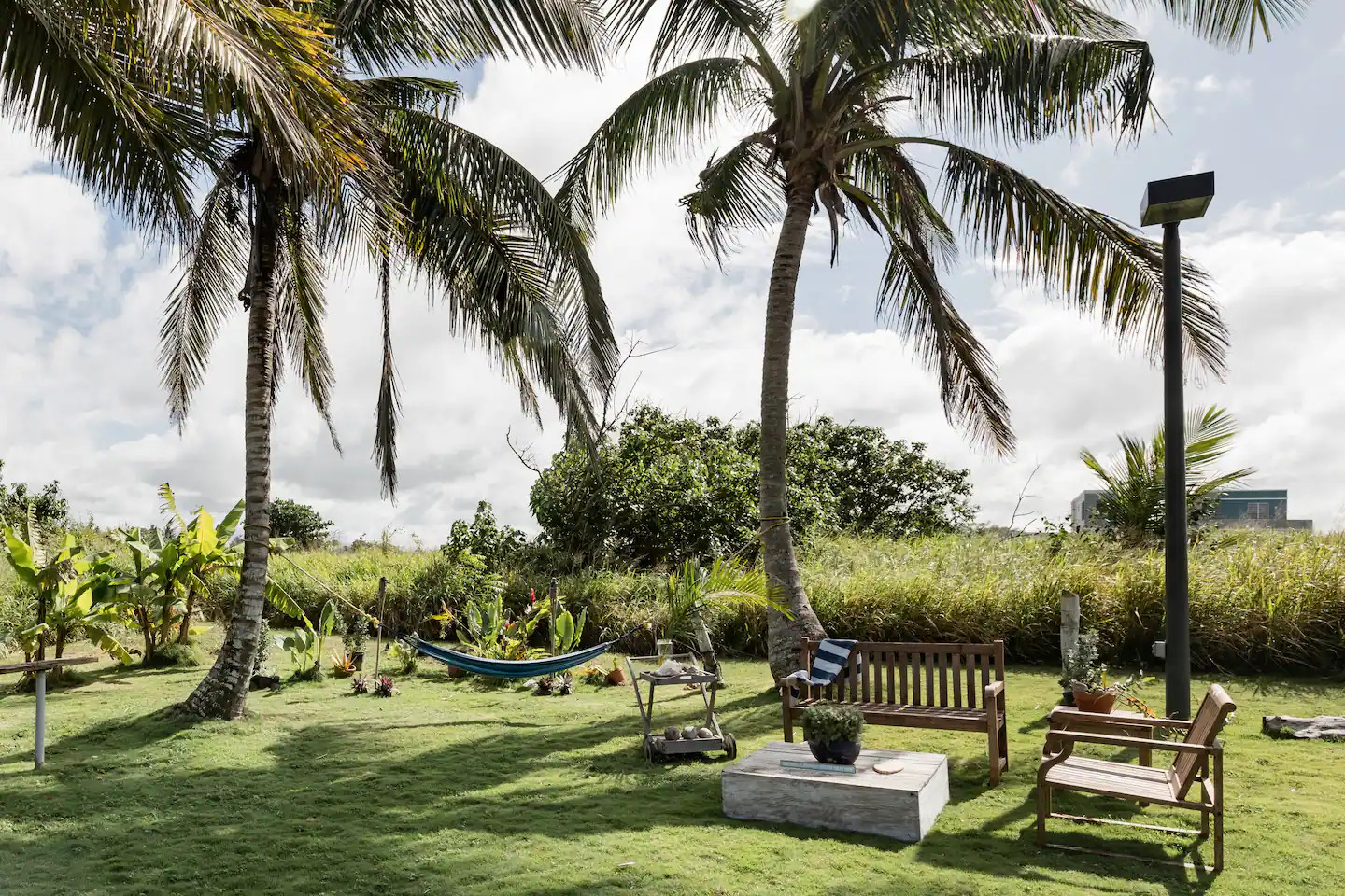 jardin tropical avec palmiers