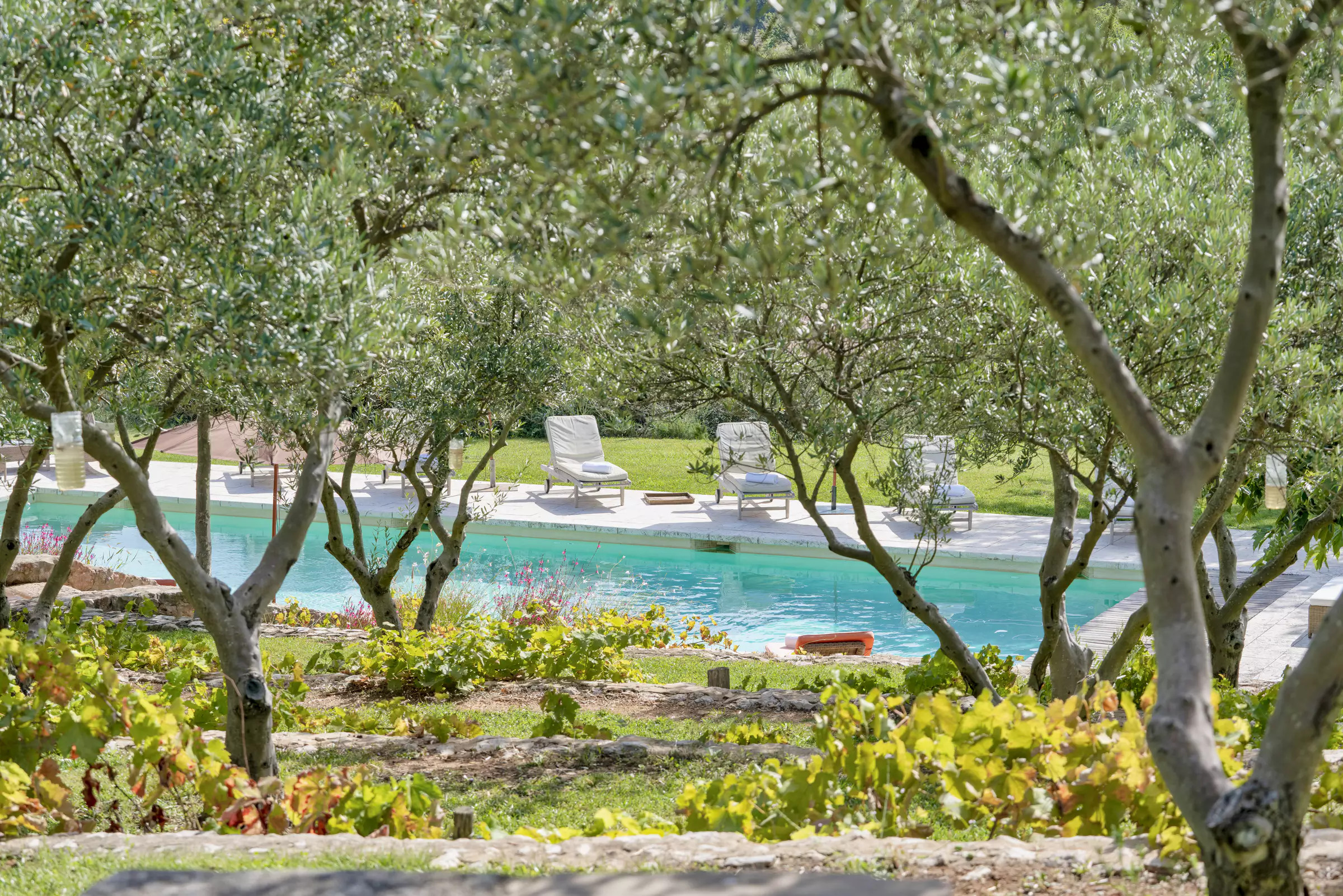 piscine et oliviers
