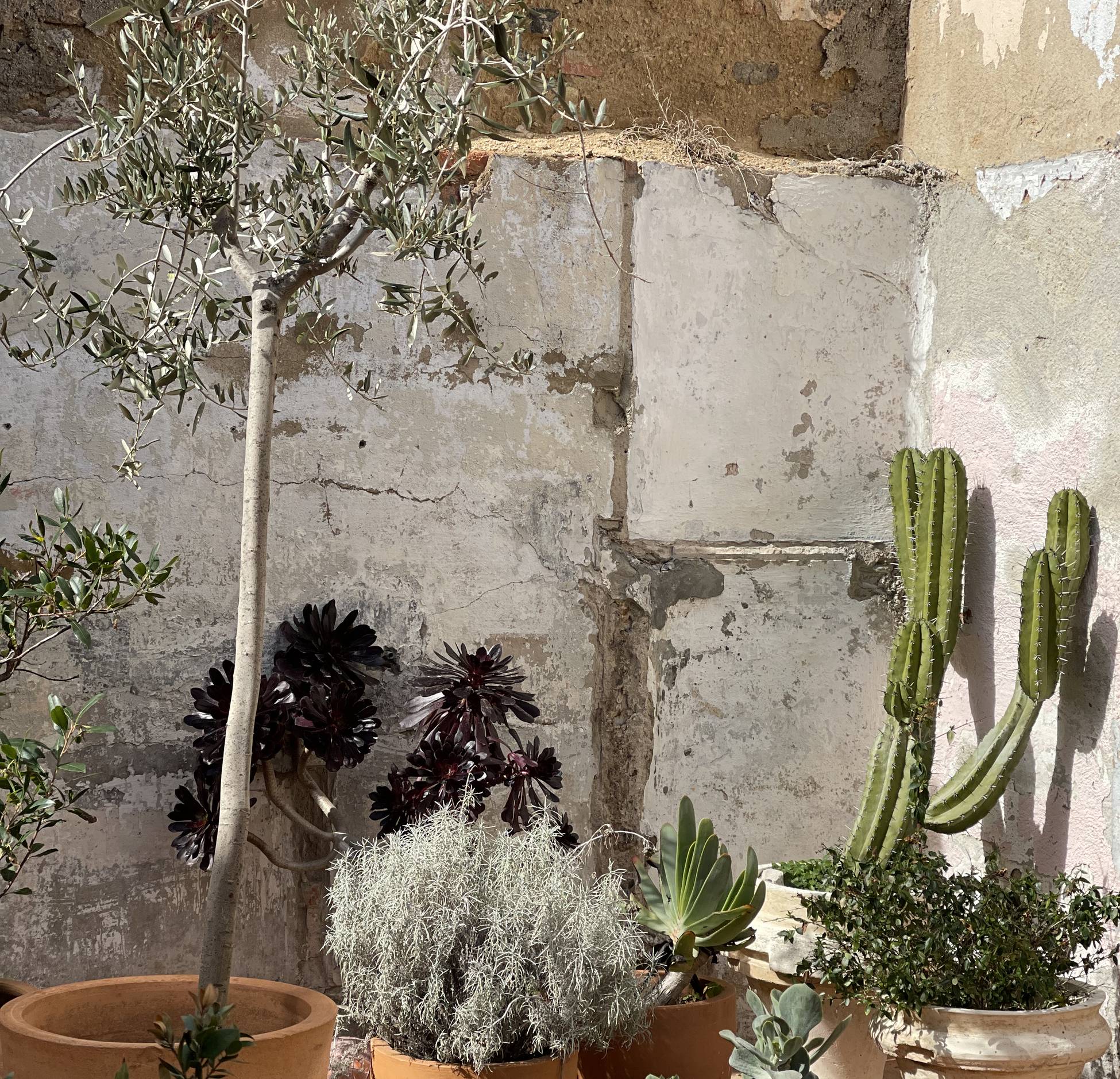 terrasse avec vieux murs et cactus terrasse avec vieux murs et cactus