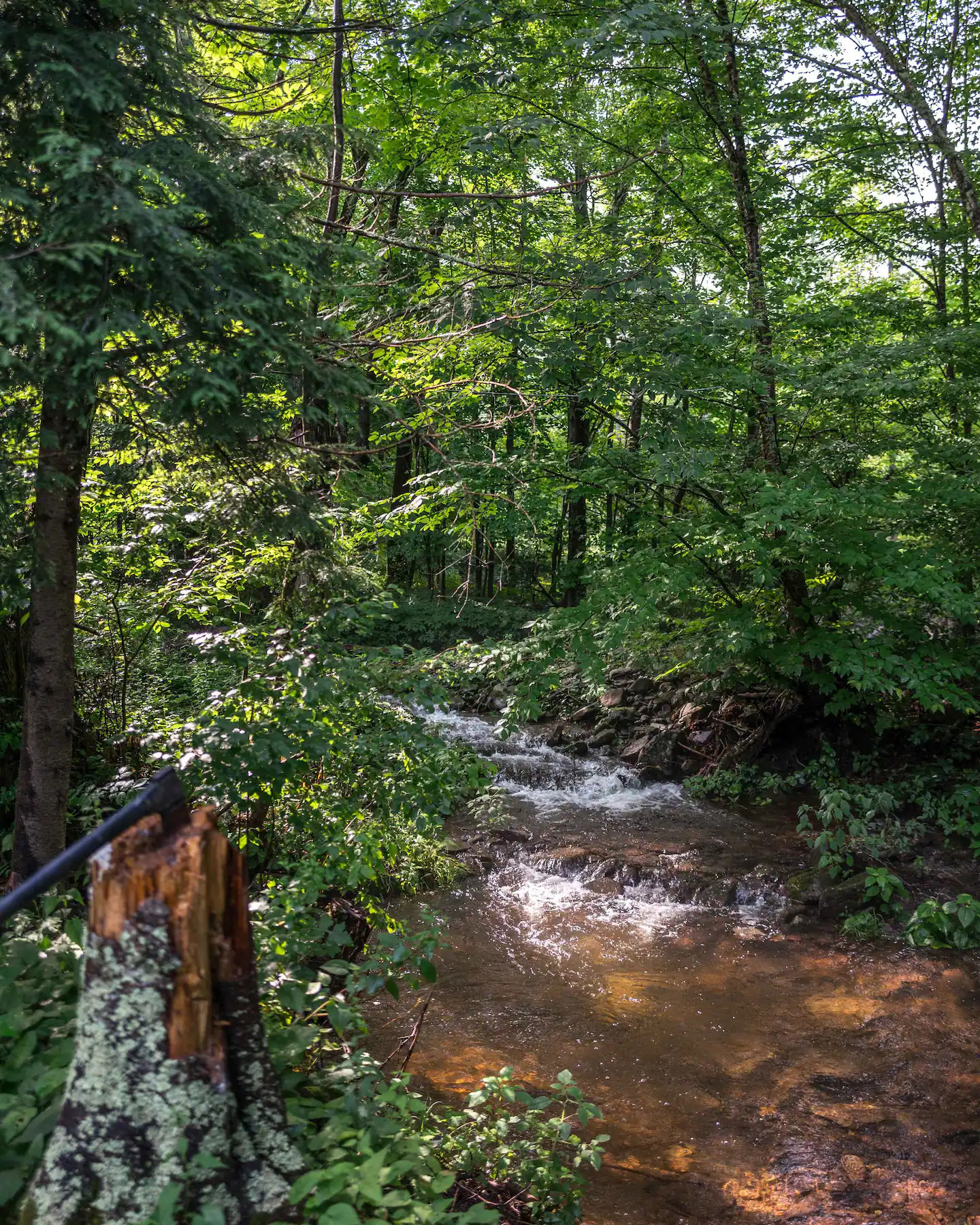 rivière et sous bois
