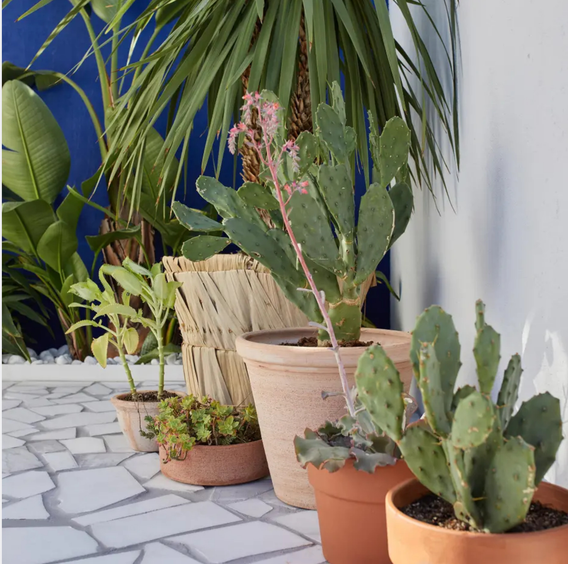 patio aménagé avec plantes grasses patio aménagé avec plantes grasses