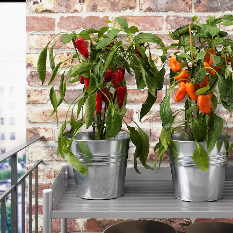 plantes en pots plantes en pots