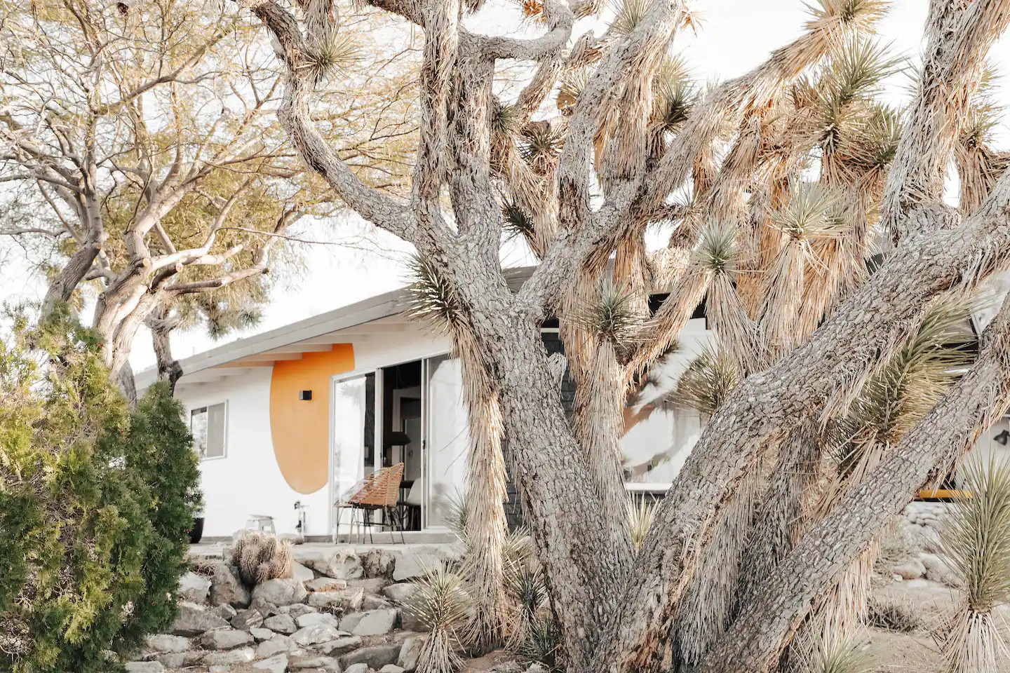 jardin maison Joshua Tree