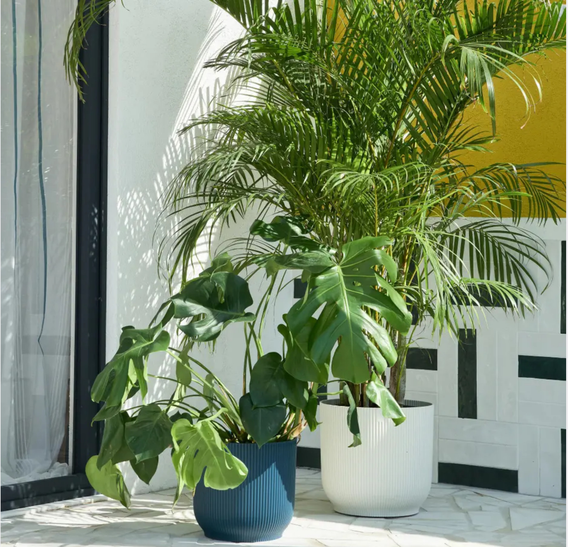 grandes plantes en pot grandes plantes en pot