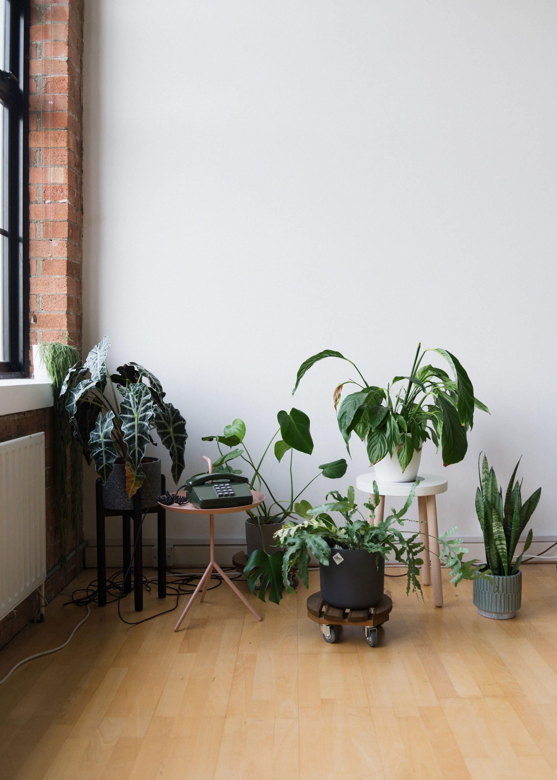 salon avec plantes vertes salon avec plantes vertes