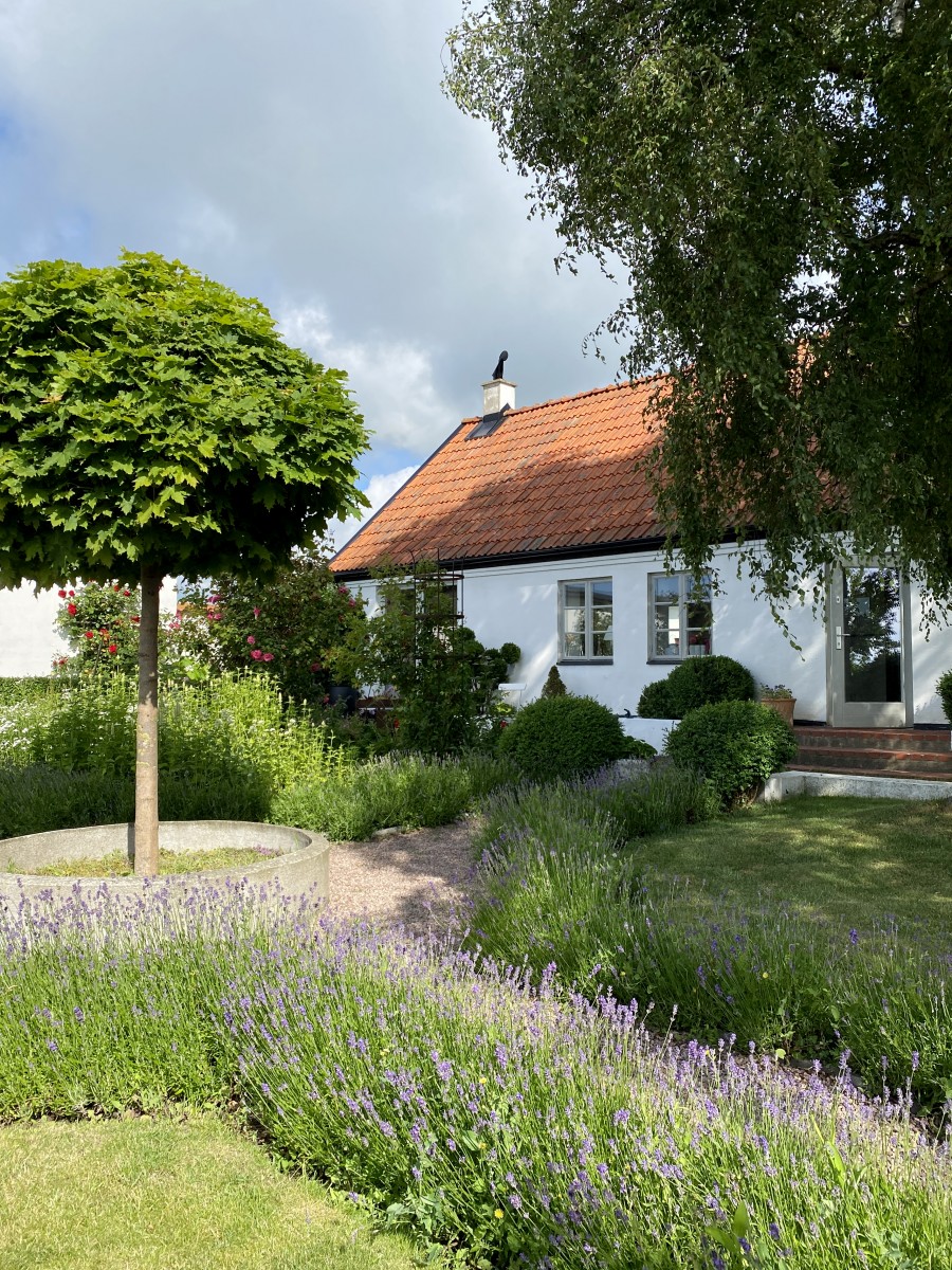 jardin avec lavandes jardin avec lavandes