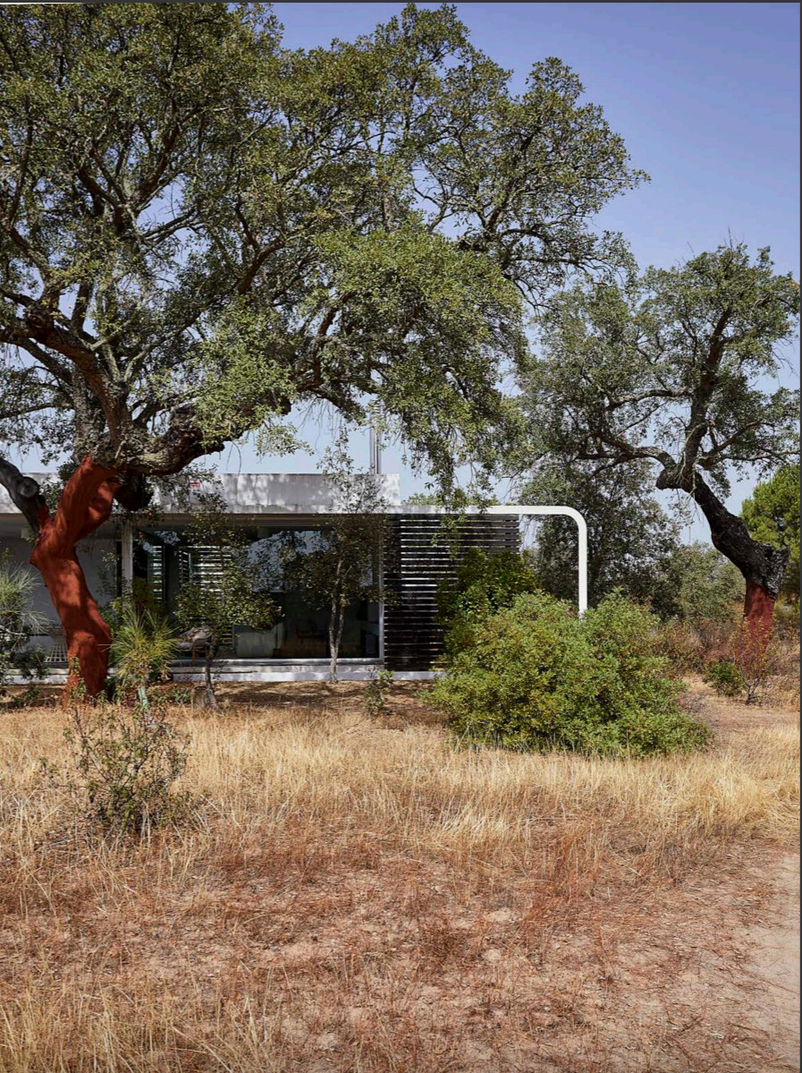 maison contemporaine et oliviers