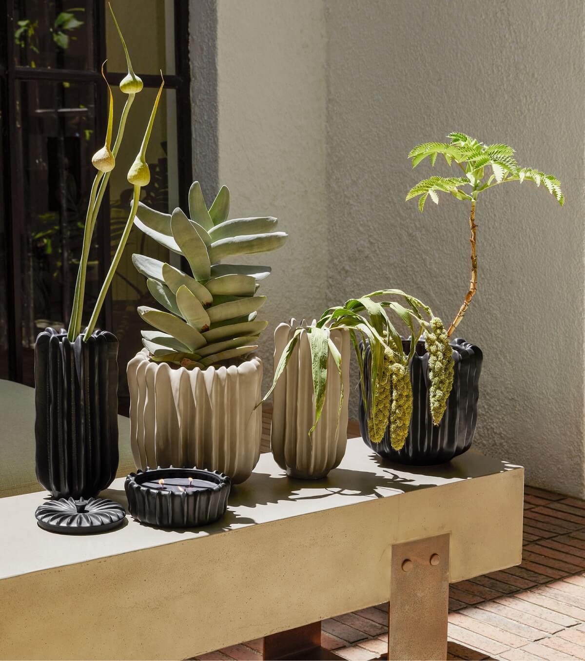 plantes grasses en pot plantes grasses en pot