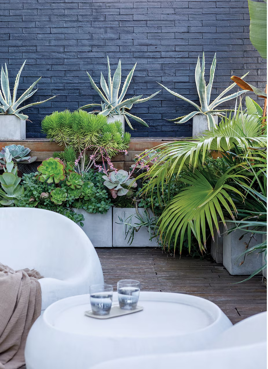 plantes succulentes sur terrasse bois plantes succulentes sur terrasse bois