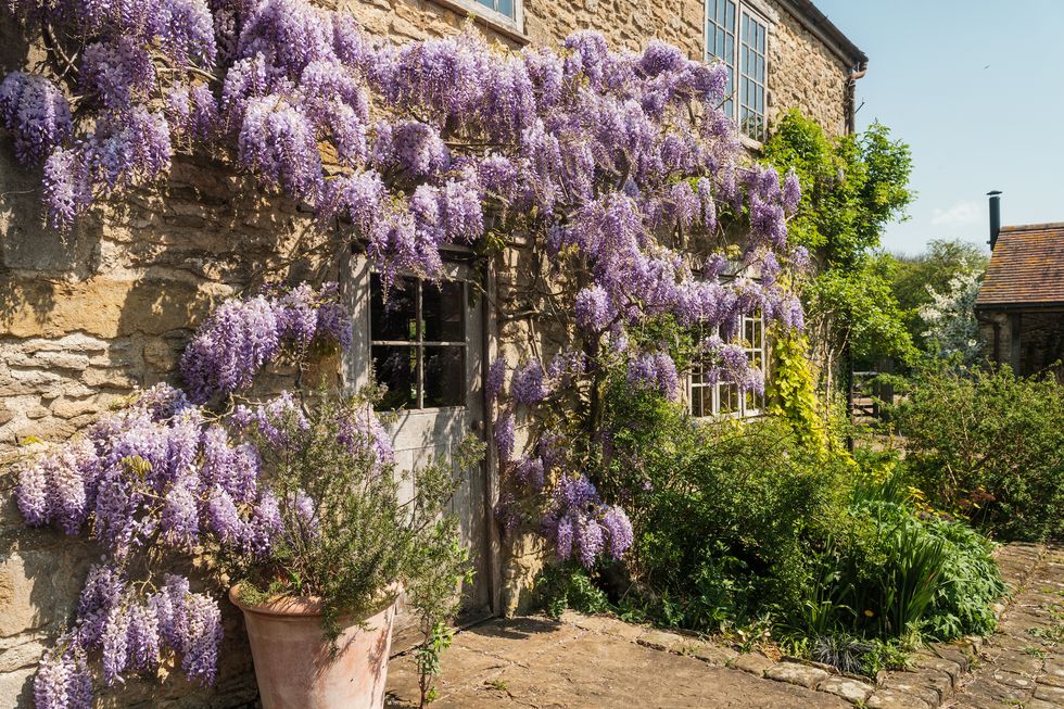 façade avec vieille glycine maison de campagne façade avec vieille glycine maison de campagne
