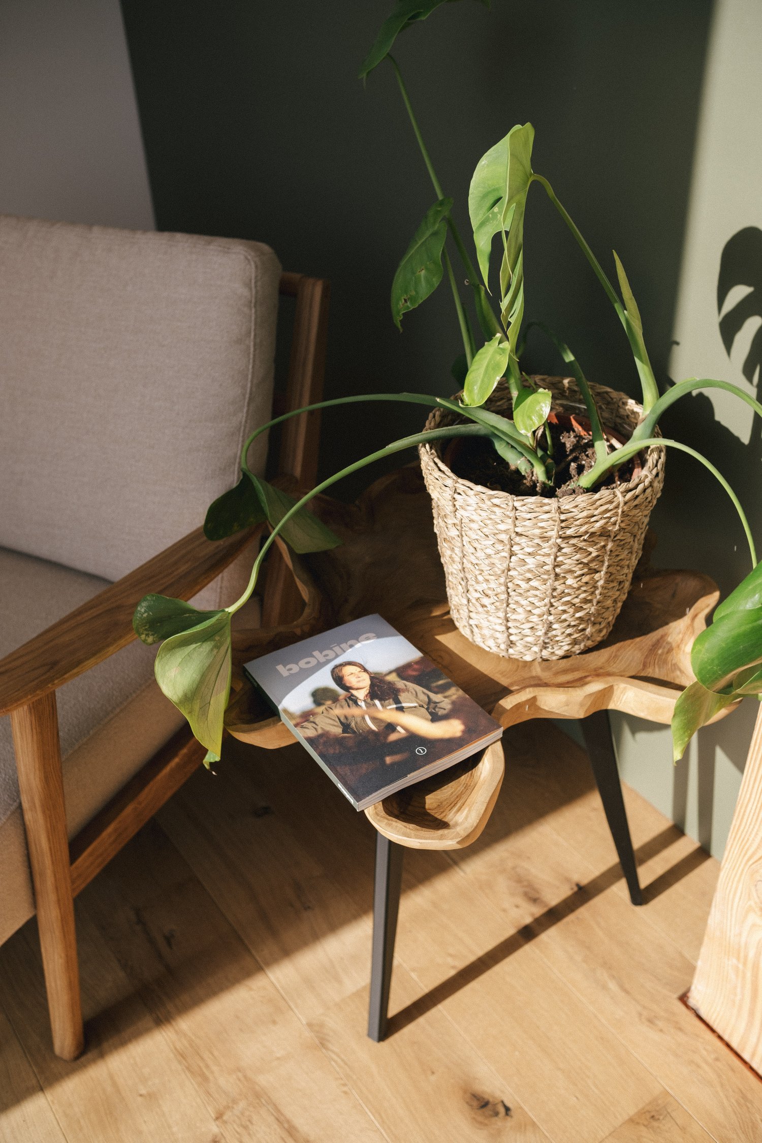 salon avec plante verte salon avec plante verte