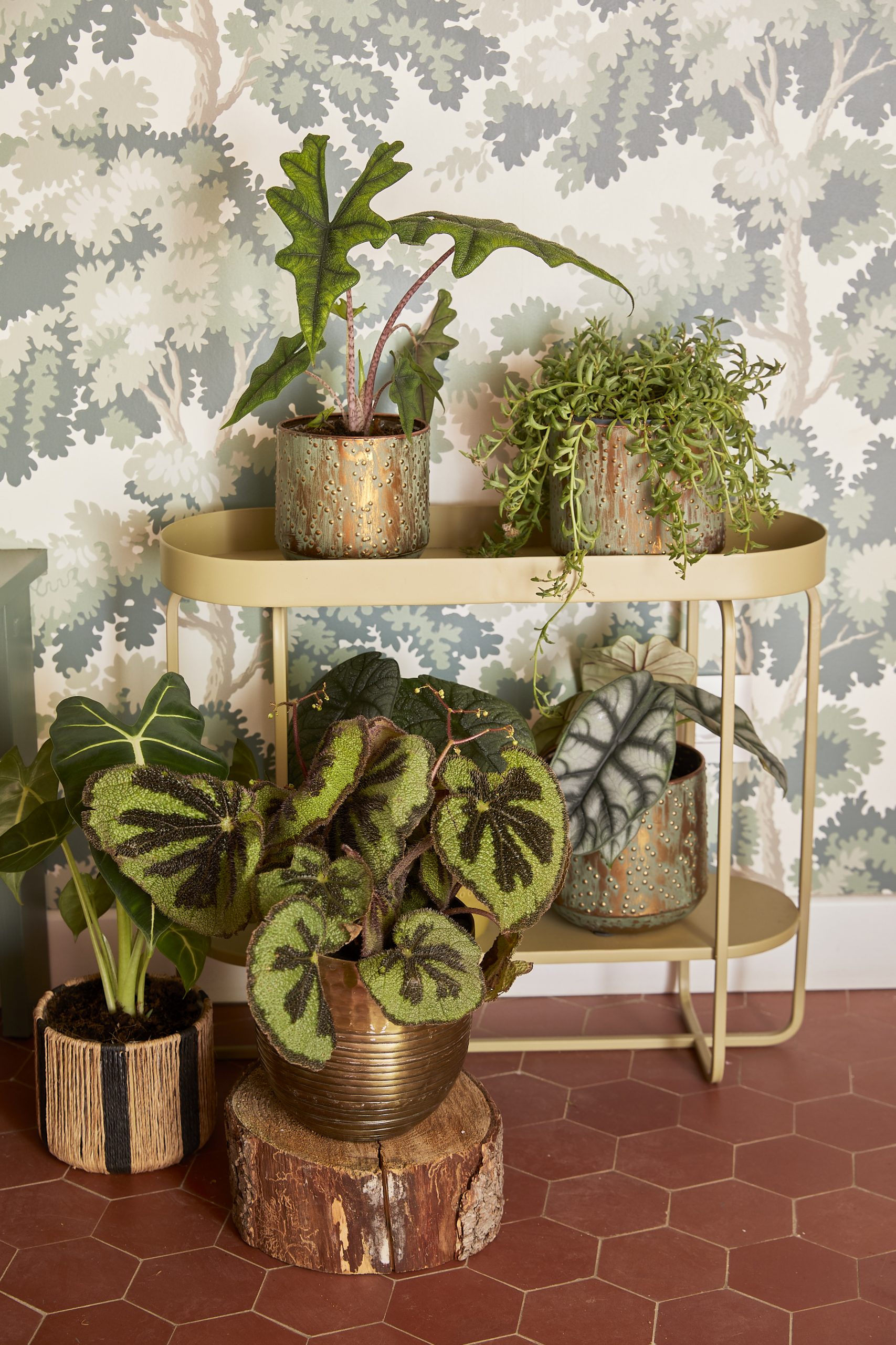 salon avec plantes vertes salon avec plantes vertes