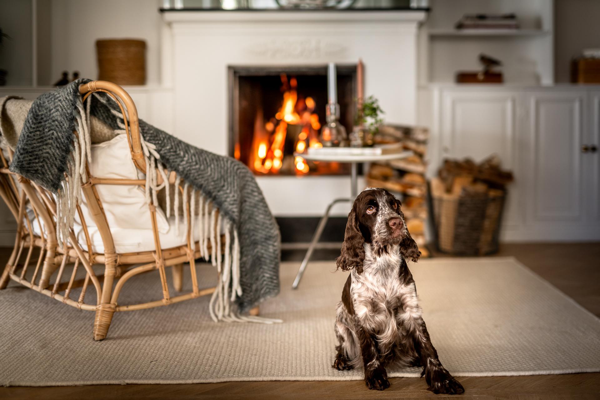 salon avec chien et feu de cheminée