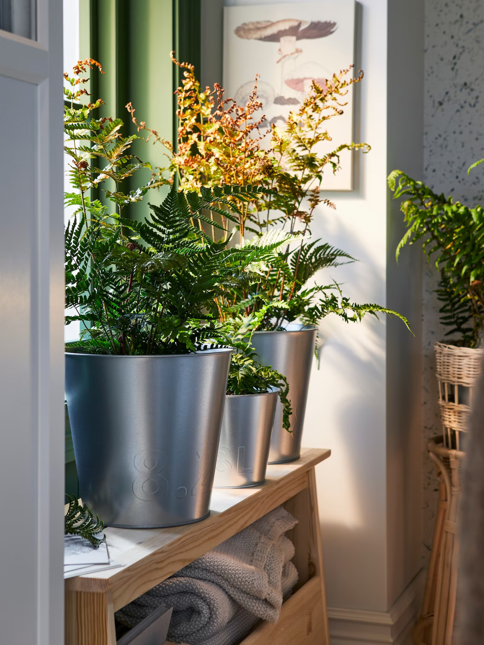plantes dans pots en zinc plantes dans pots en zinc