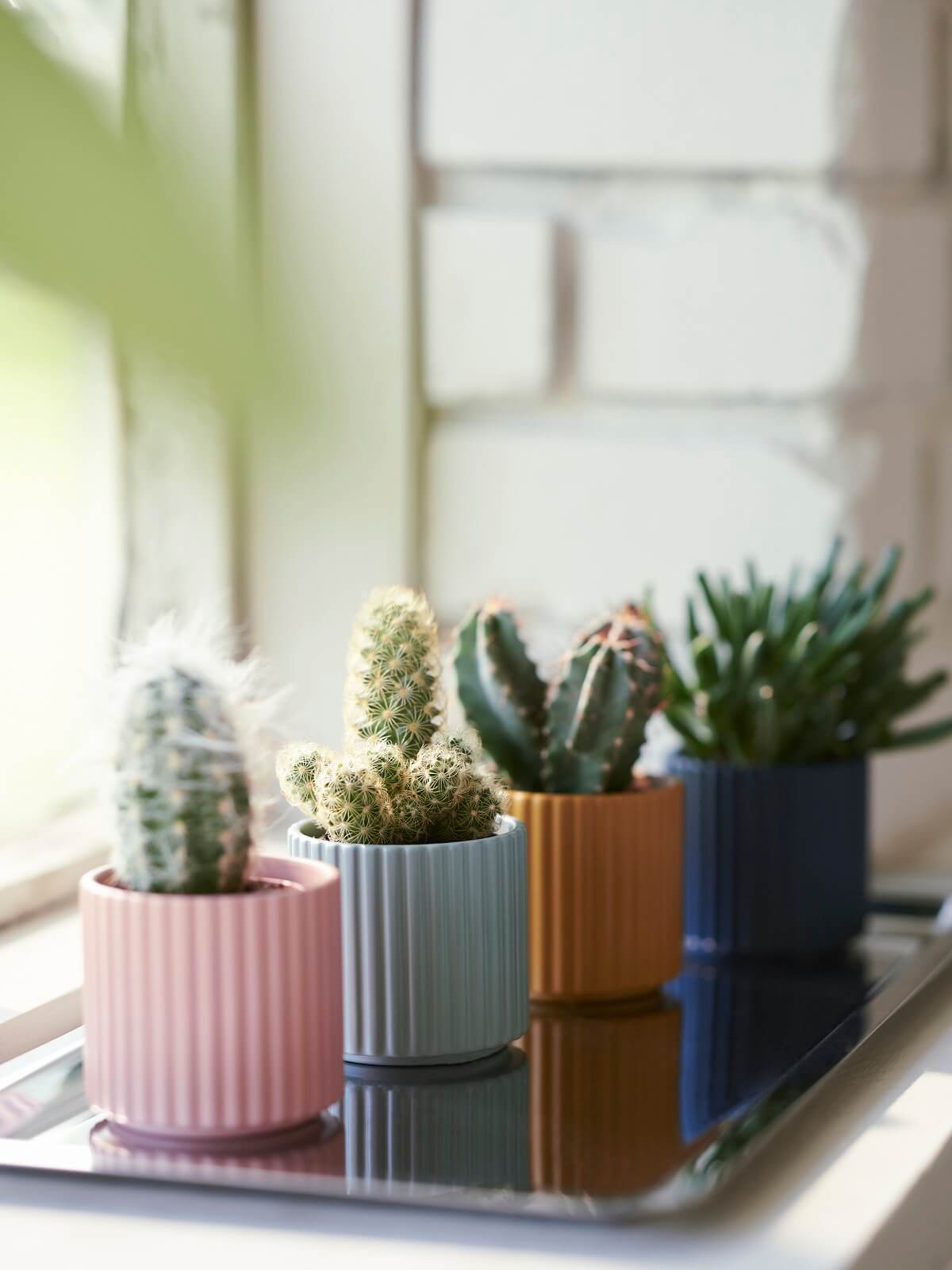 pot IKEA 2024 collection DAKSJUS plantes