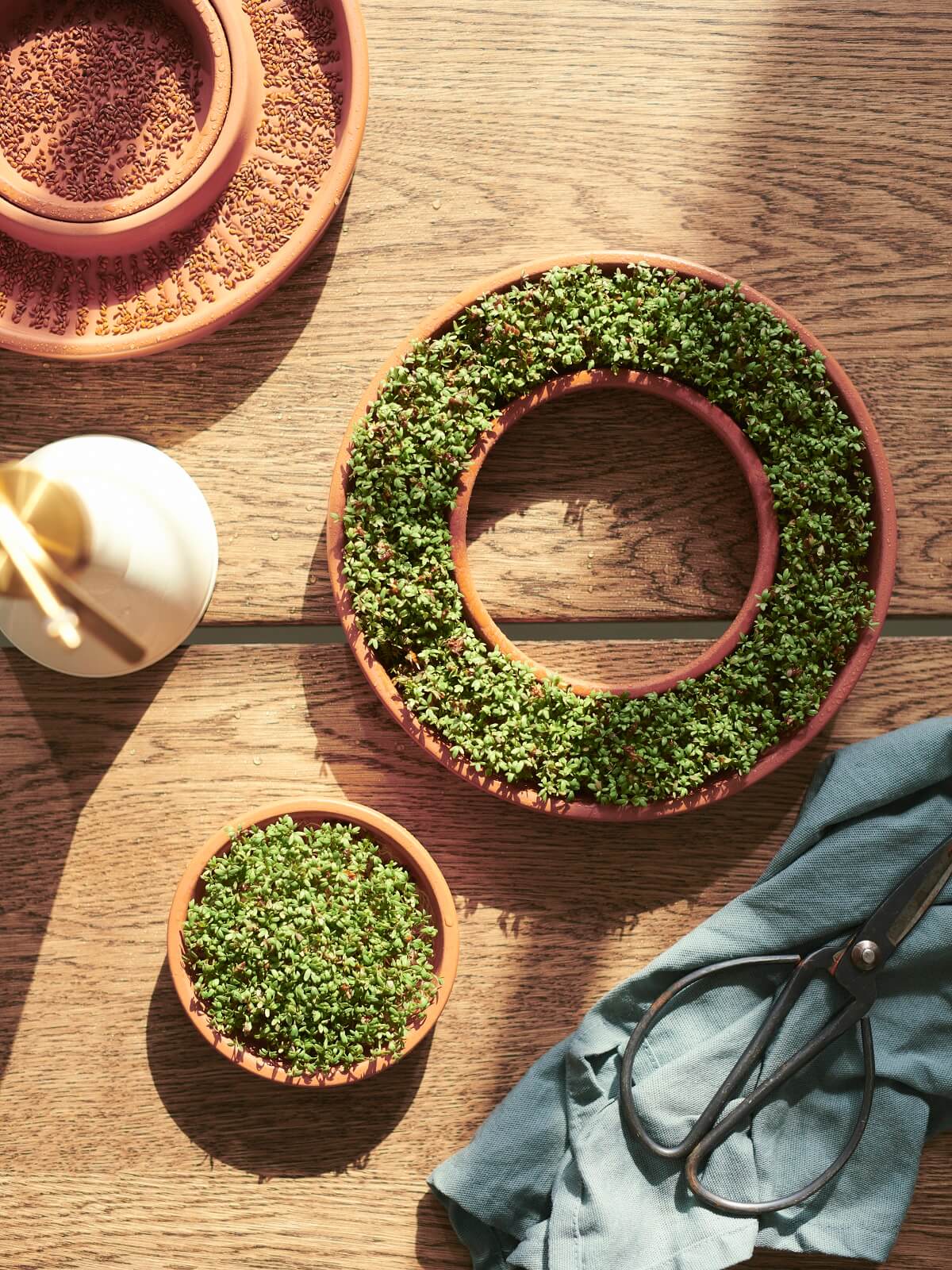semoir IKEA 2024 collection DAKSJUS plantes