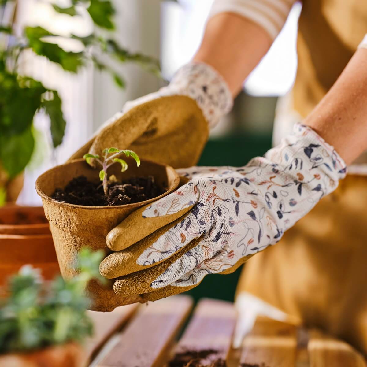 IKEA 2024 collection DAKSJUS plantes