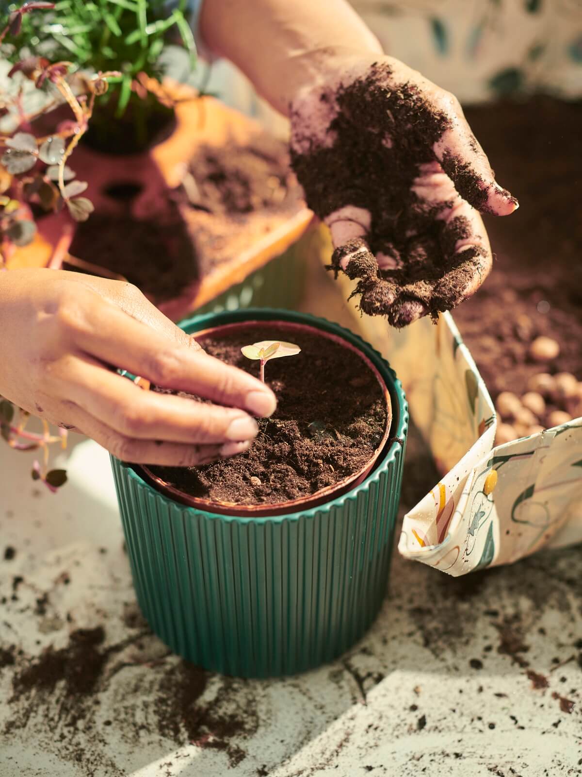 IKEA 2024 collection DAKSJUS plantes
