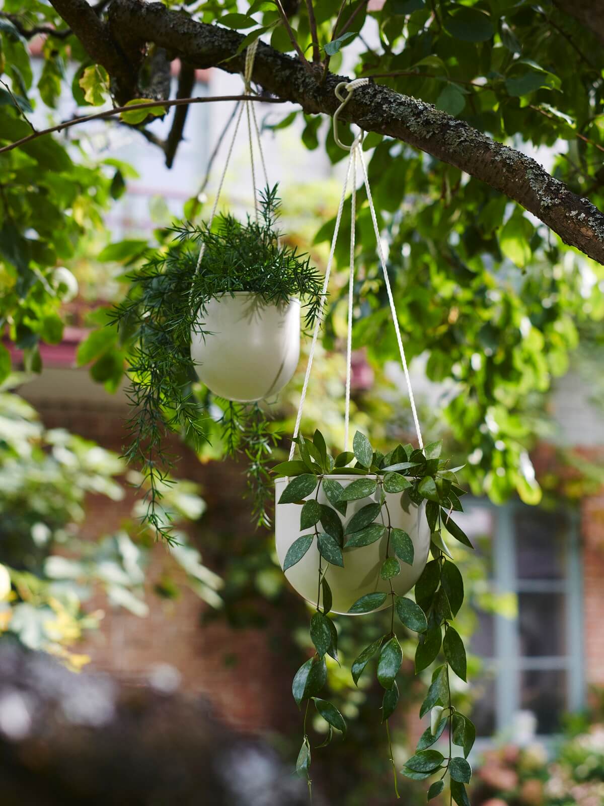 IKEA 2024 collection DAKSJUS plantes