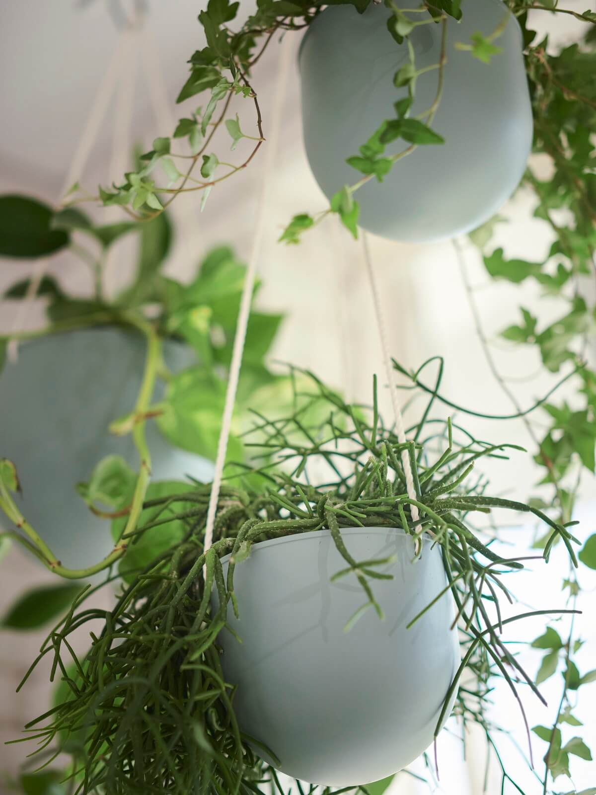 porte-plantes design IKEA 2024 collection DAKSJUS plantes
