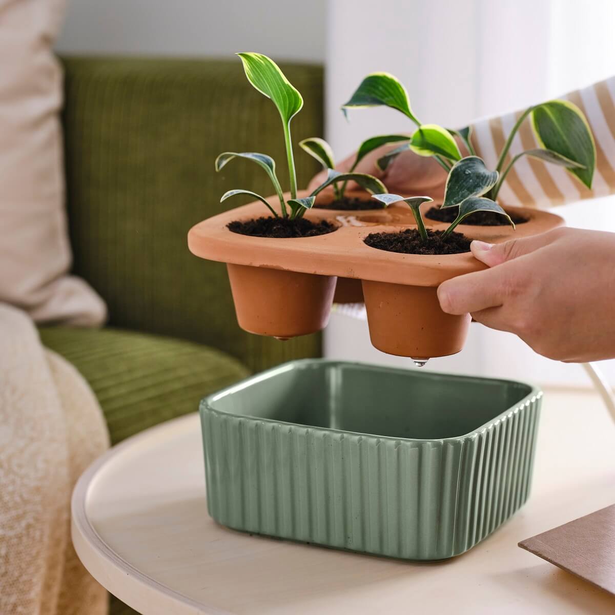 IKEA 2024 collection DAKSJUS plantes