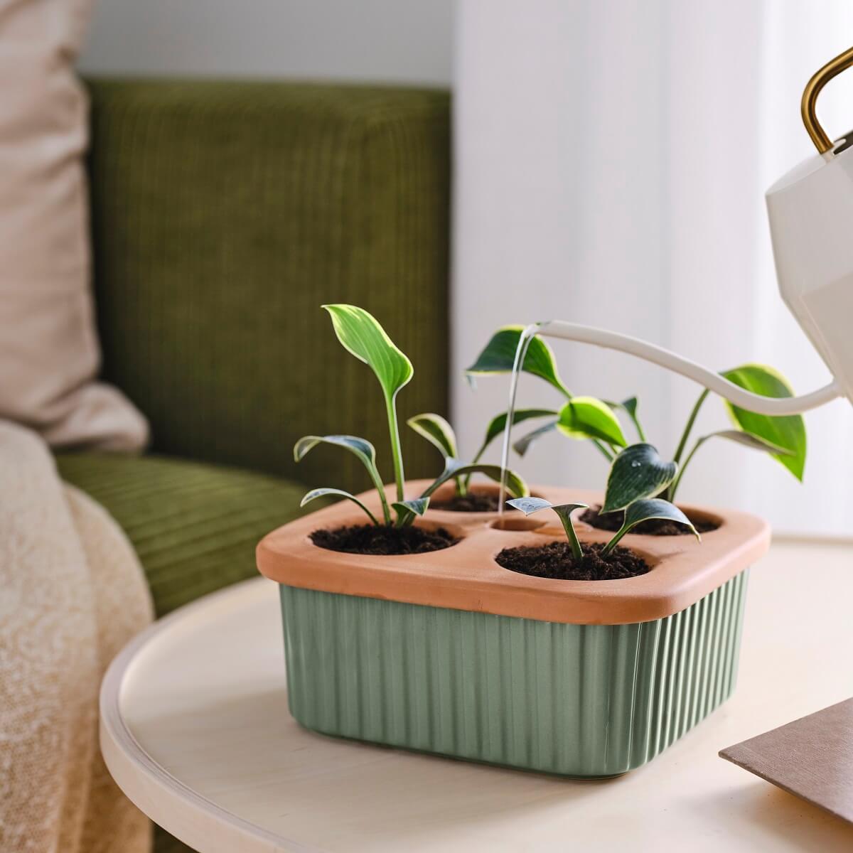IKEA 2024 collection DAKSJUS plantes
