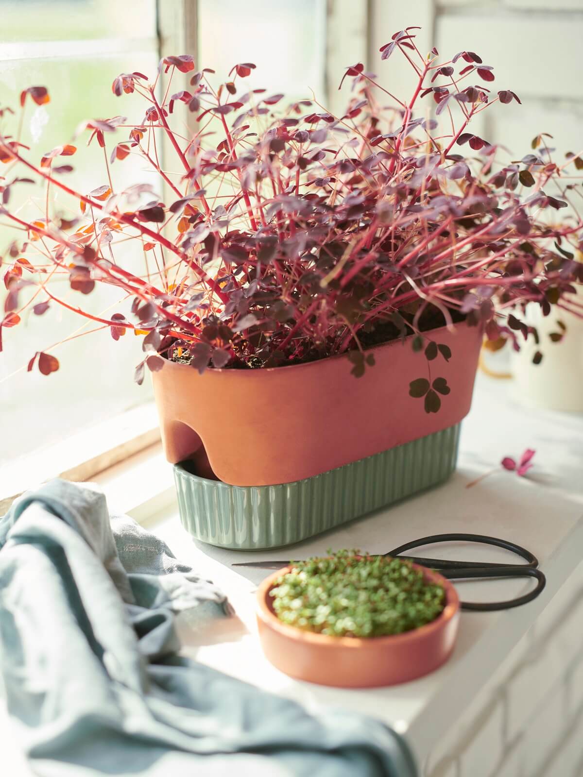 pot plantes IKEA 2024 collection DAKSJUS plantes