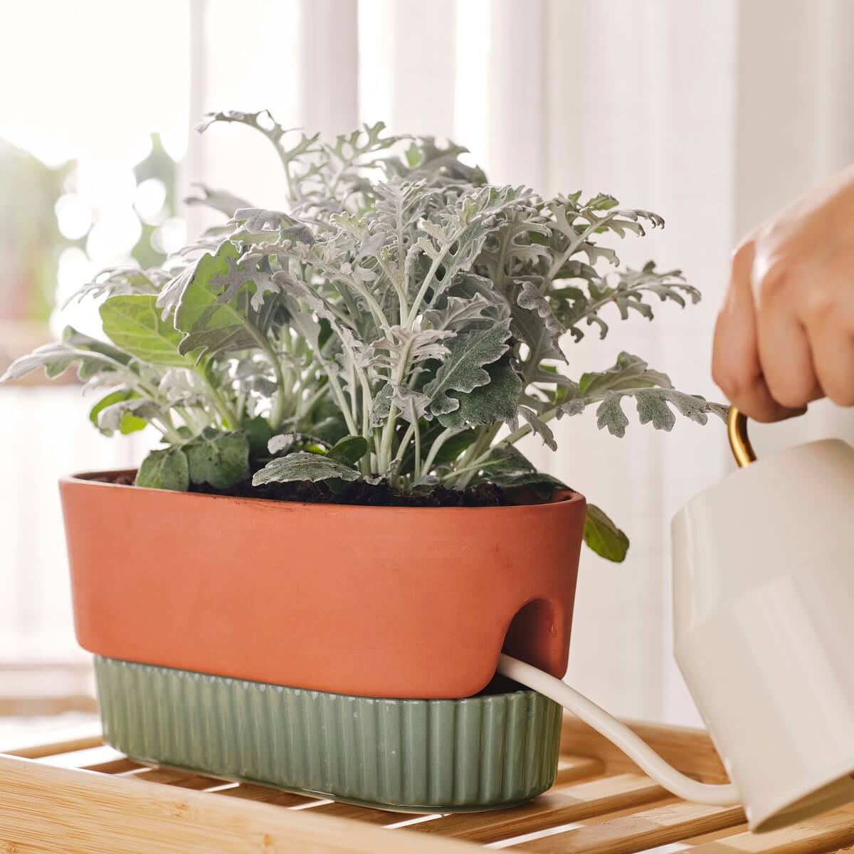 pot plante IKEA 2024 collection DAKSJUS plantes