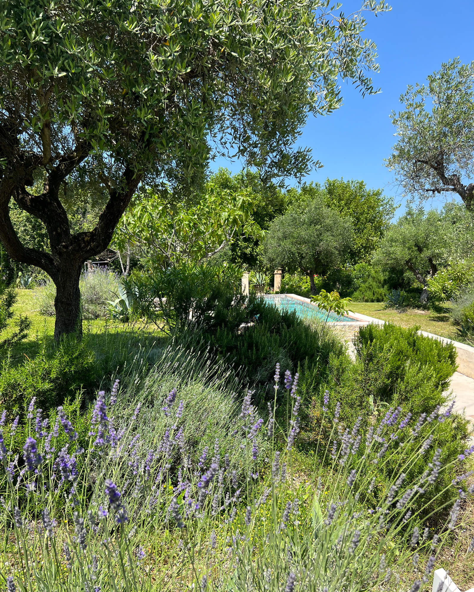 jardin avec piscine et oliviers jardin avec piscine et oliviers