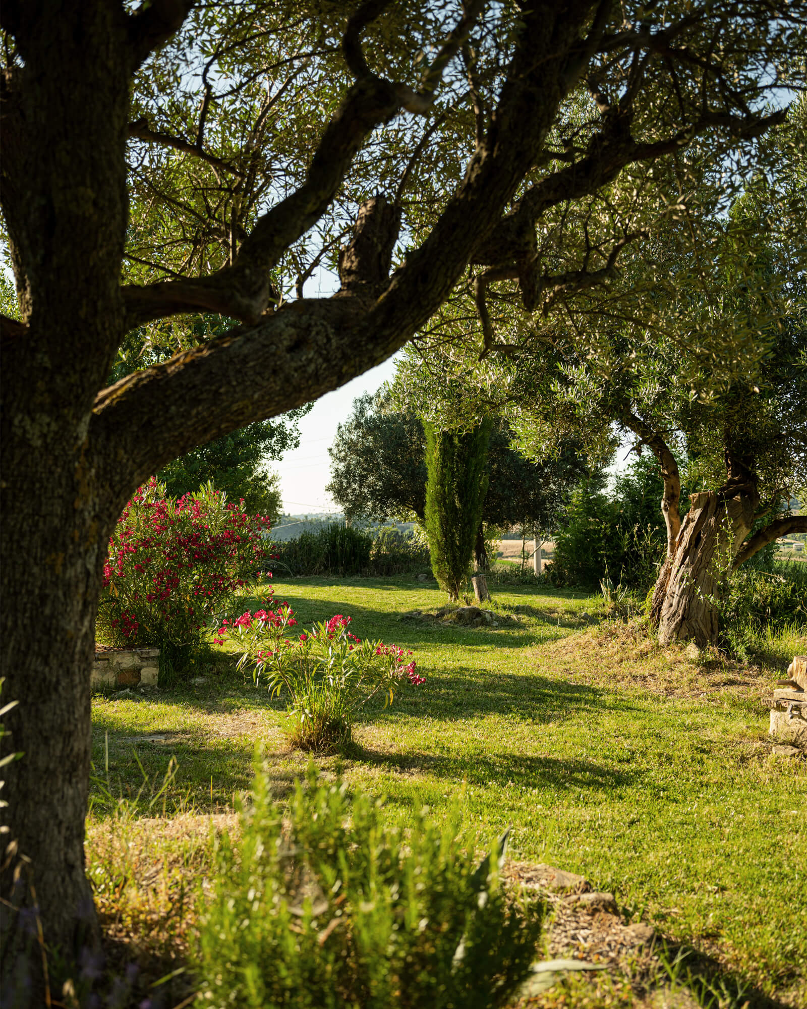 jardin avec vieux oliviers jardin avec vieux oliviers