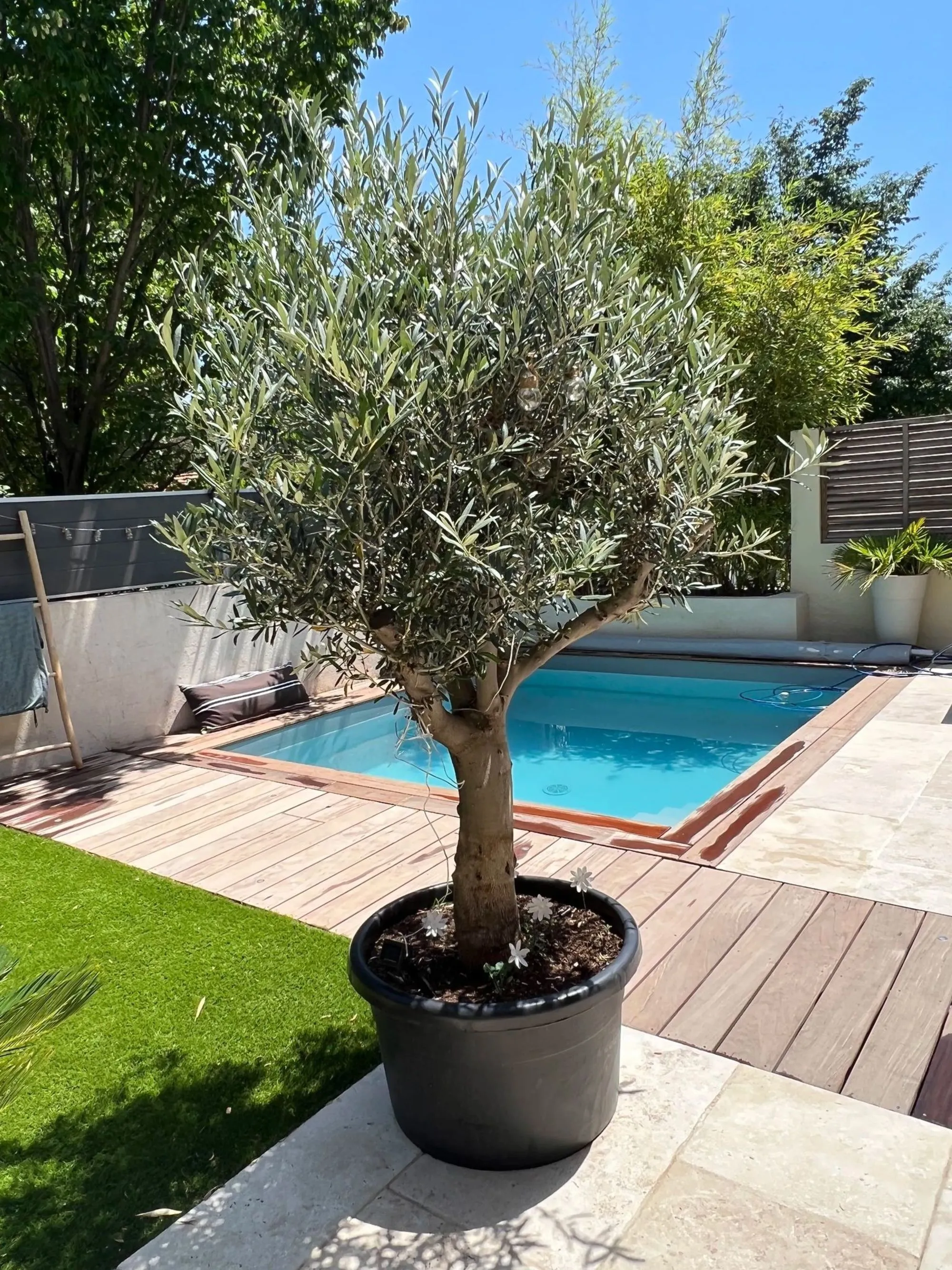 petit jardin avec piscine