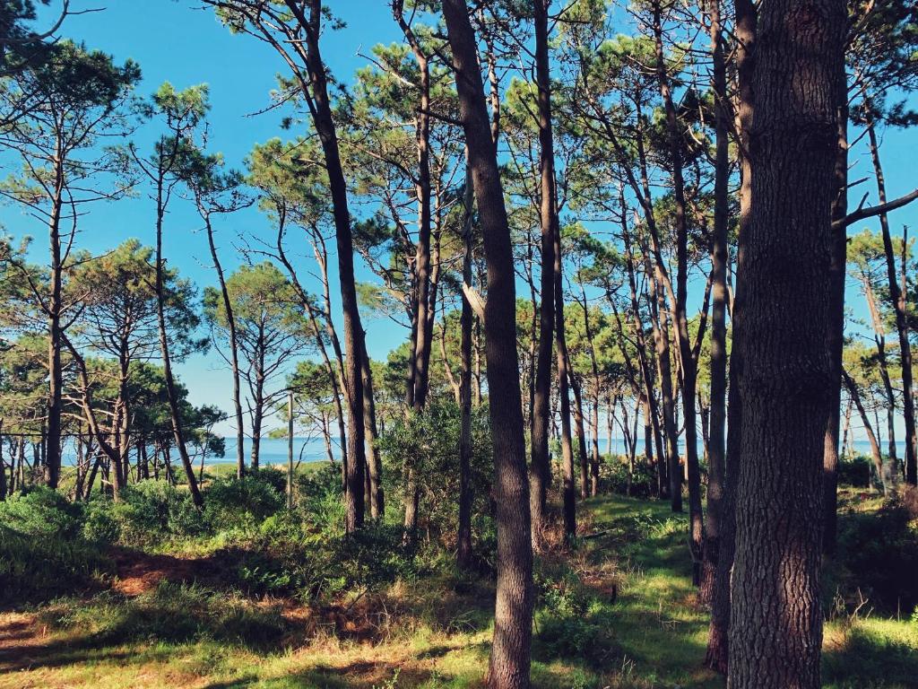 paysage pin et mer Uruguay