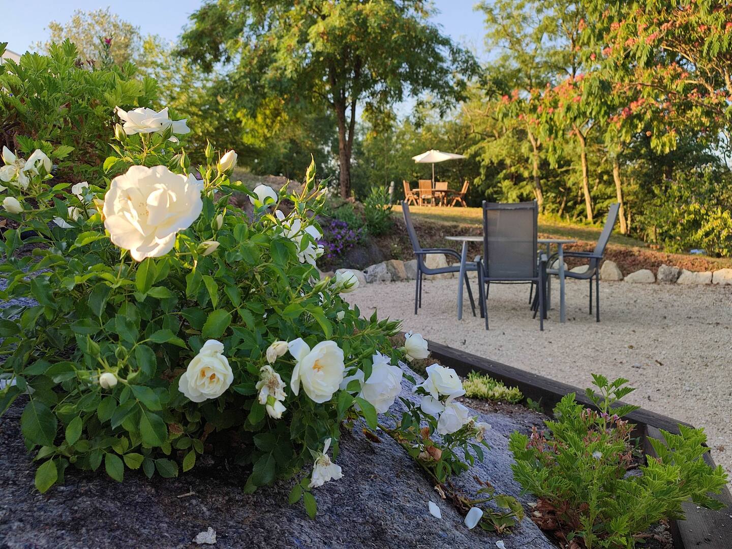 jardin avec rosiers