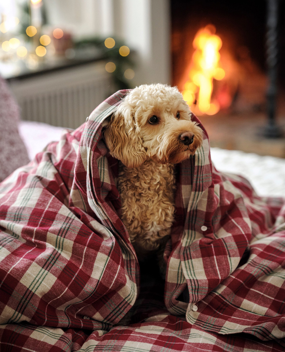petit chien sur lit