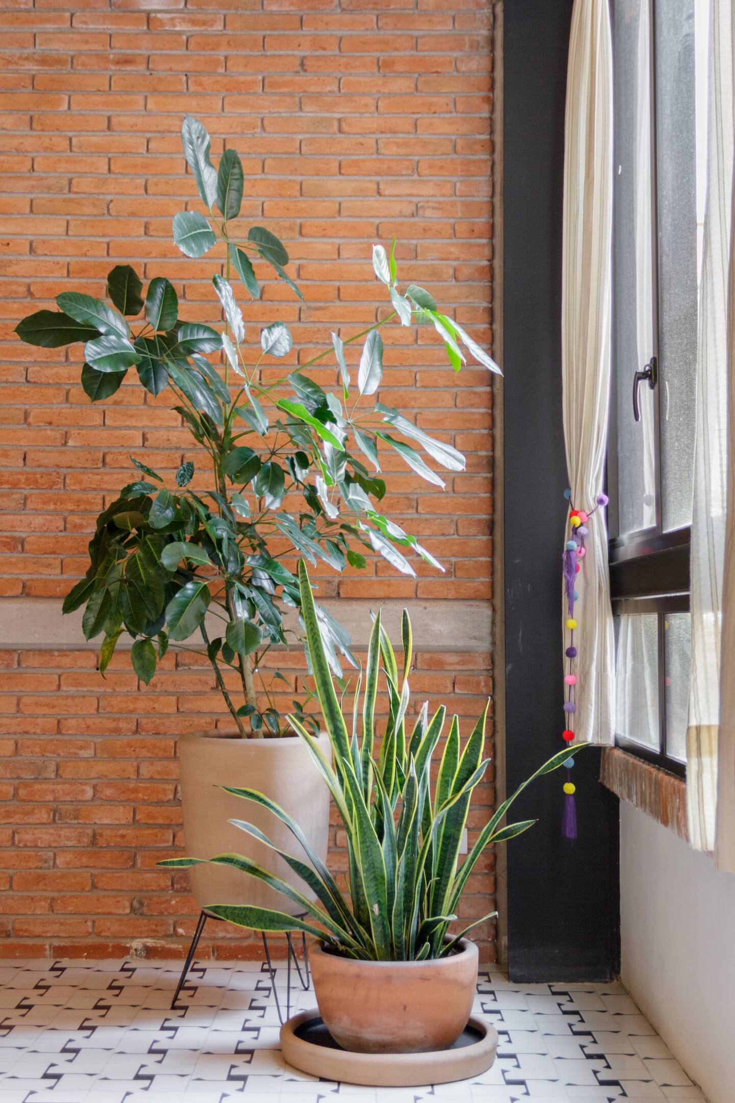 salon avec plantes vertes salon avec plantes vertes