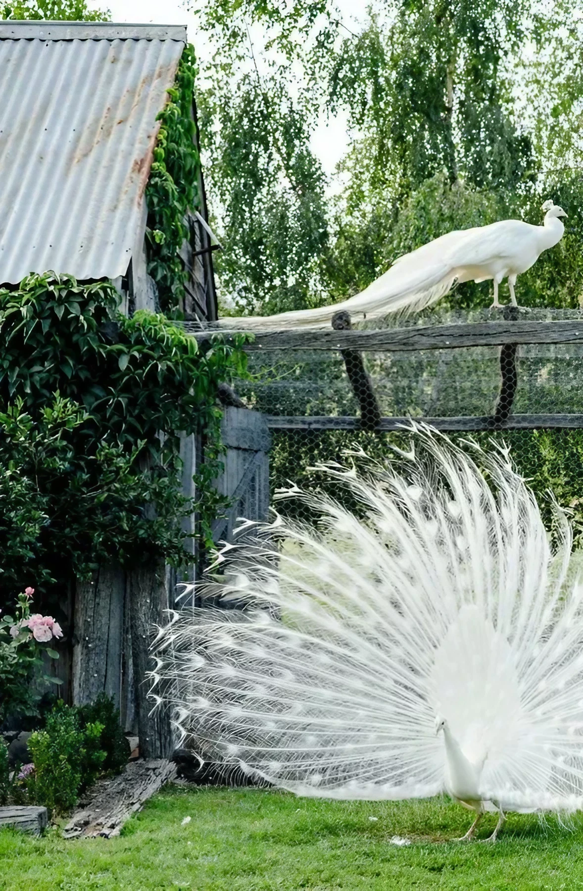 paon blanc dans jardin Rosedale Farm