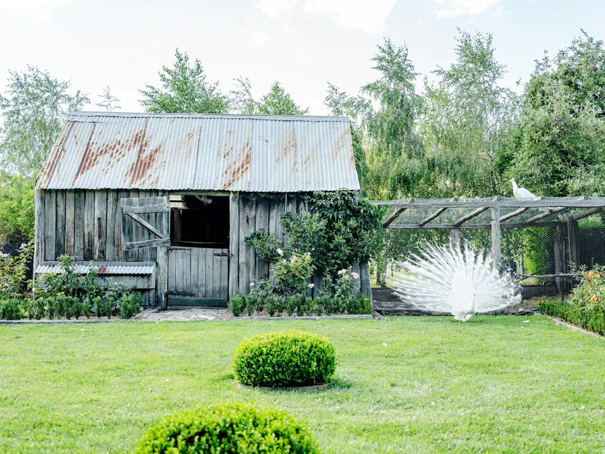 jardin avec paon blanc Rosedale Farm