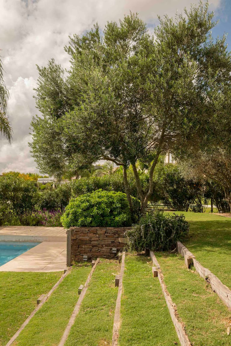 jardin avec piscine et olivier