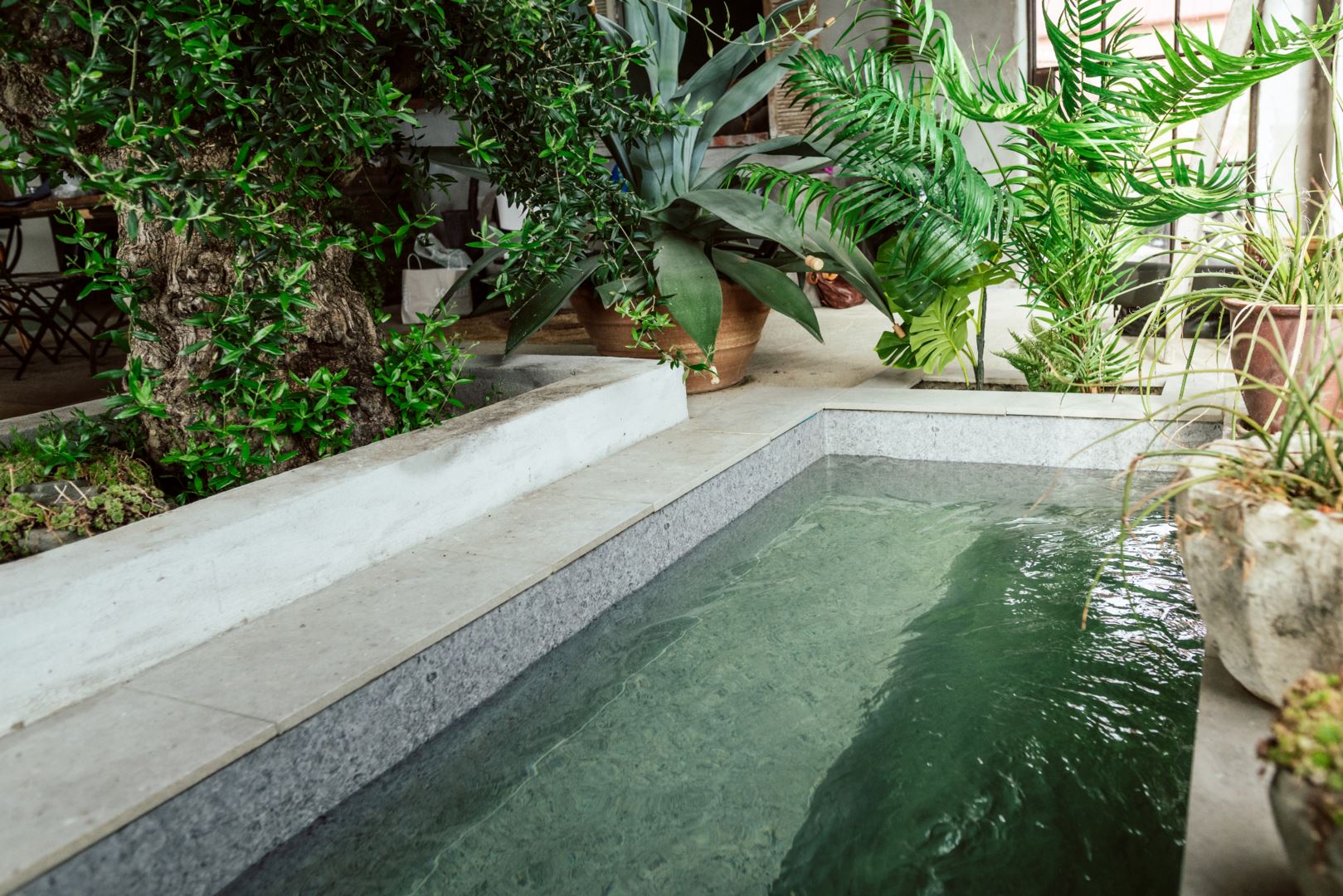 bassin intérieur avec végétation bassin intérieur avec végétation