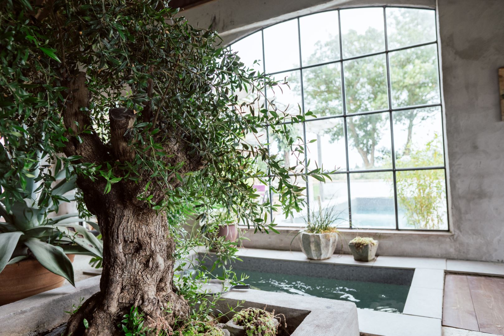 bassin intérieur avec végétation et olivier bassin intérieur avec végétation et olivier