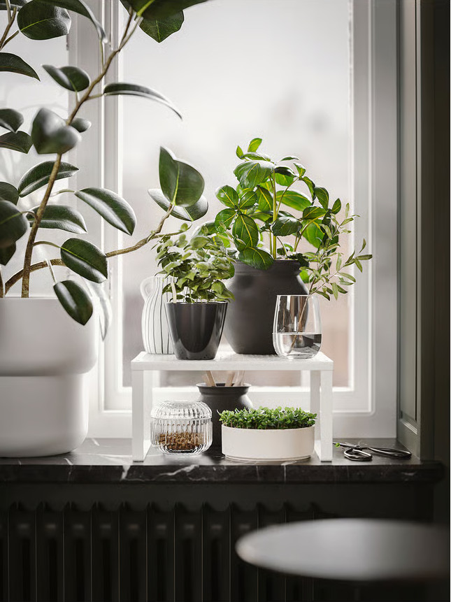 étagère plantes vertes