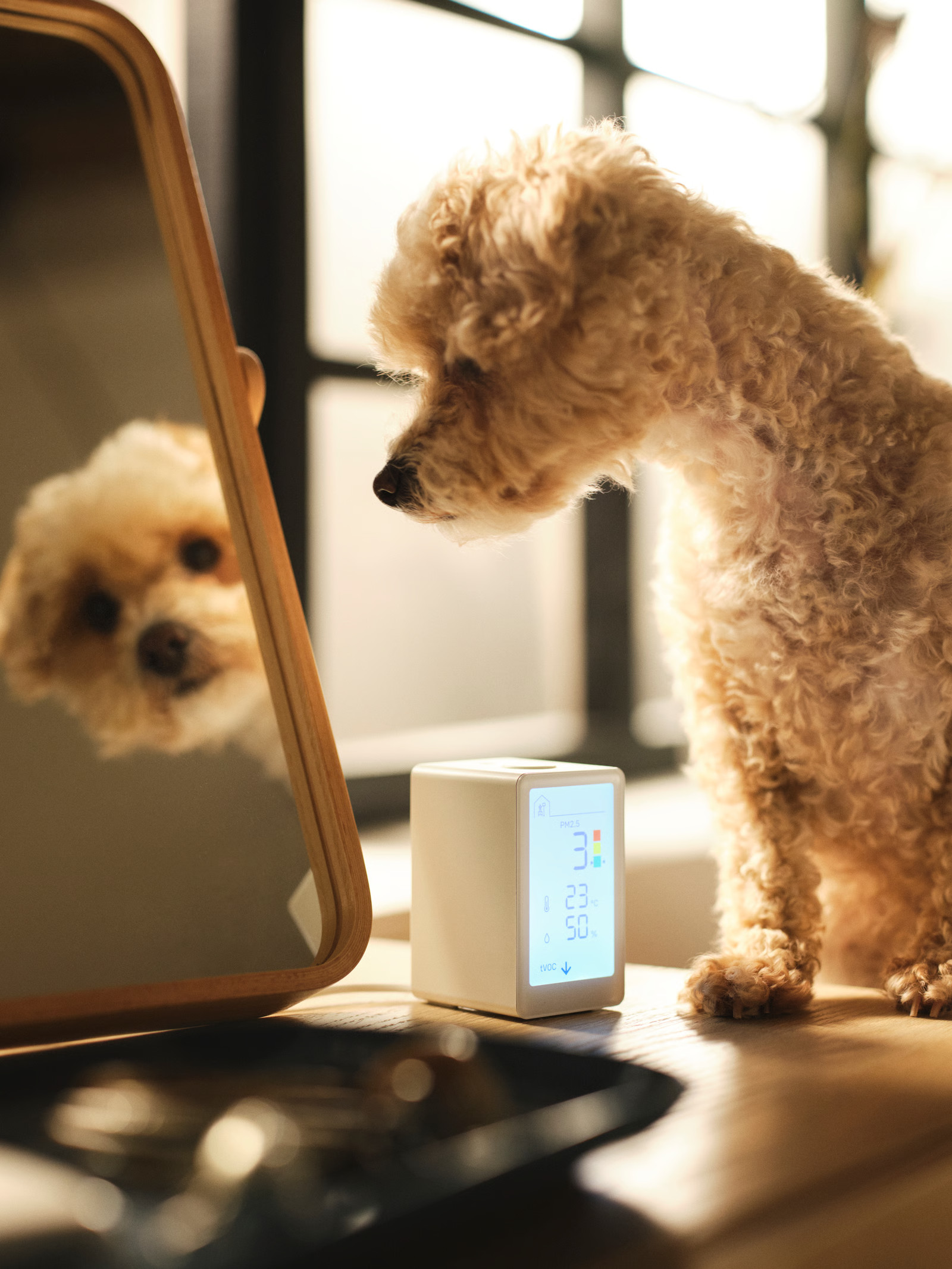 chien se regardant dans un miroir chien se regardant dans un miroir