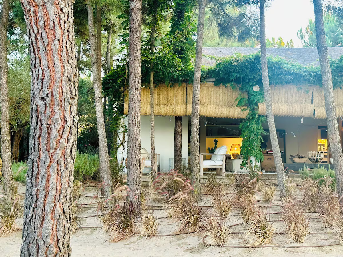 jardin avec terrasse et pins jardin avec terrasse et pins