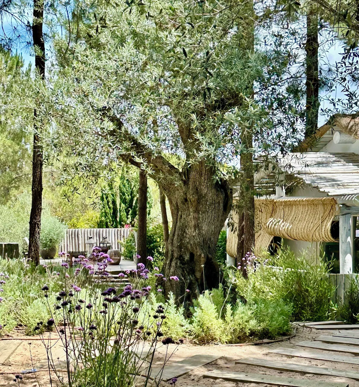 jardin avec terrasse oliviers et pins jardin avec terrasse oliviers et pins