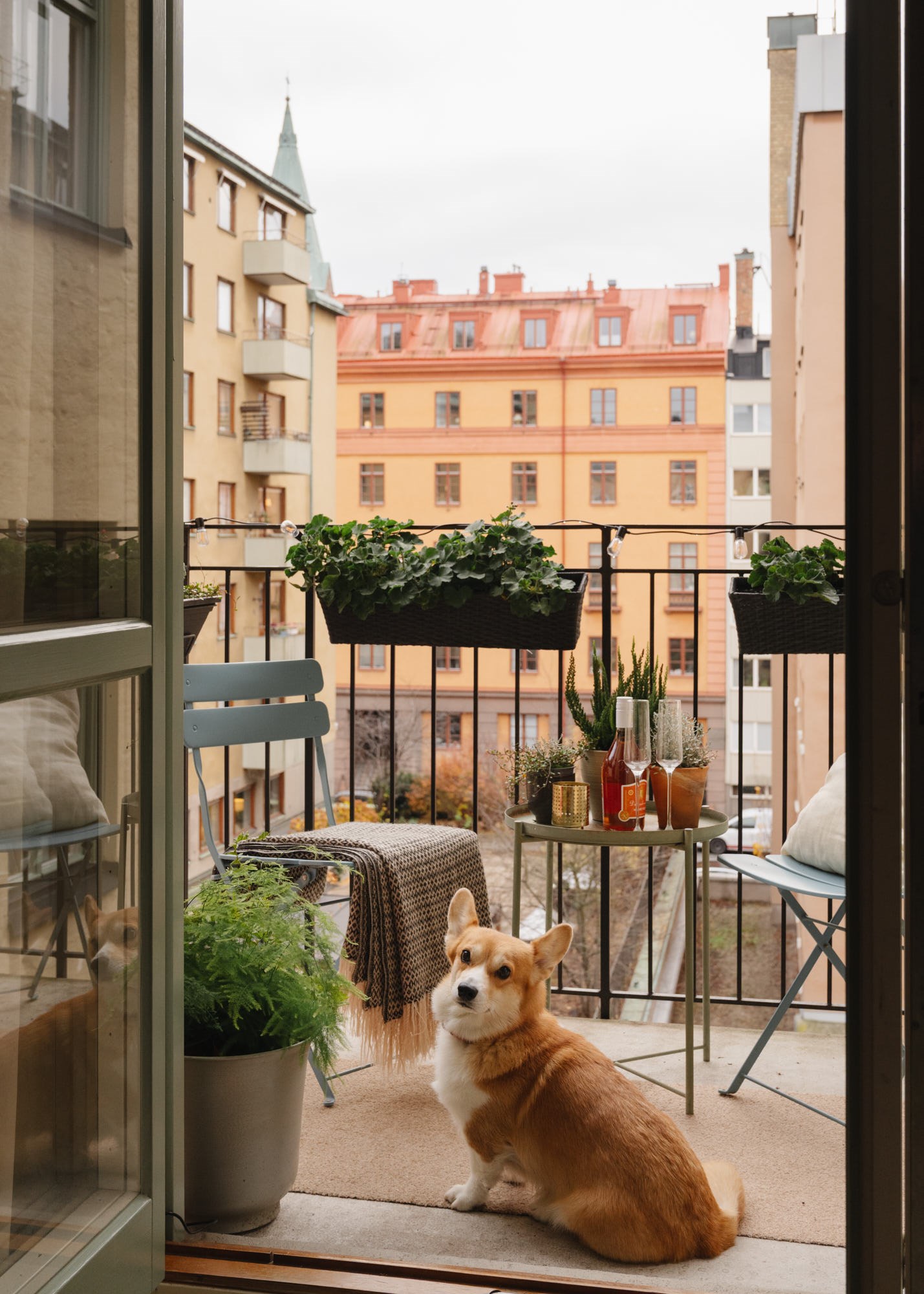 balcon aménagé sur cour avec chien Corgi