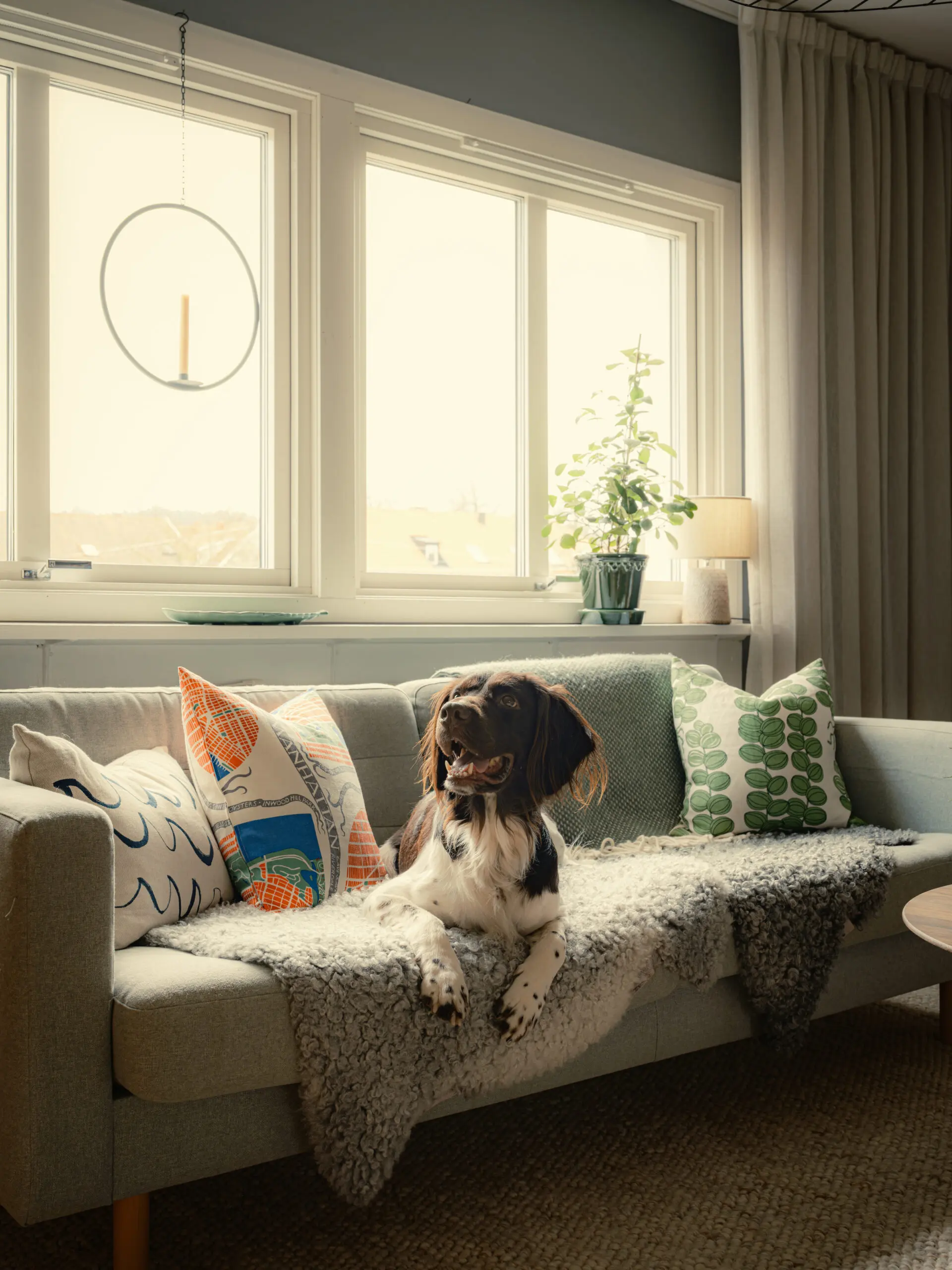 salon avec chien sur canapé murs gris bleu appartement 53m2 décoration scandinave et vintage salon avec chien sur canapé murs gris bleu appartement 53m2 décoration scandinave et vintage